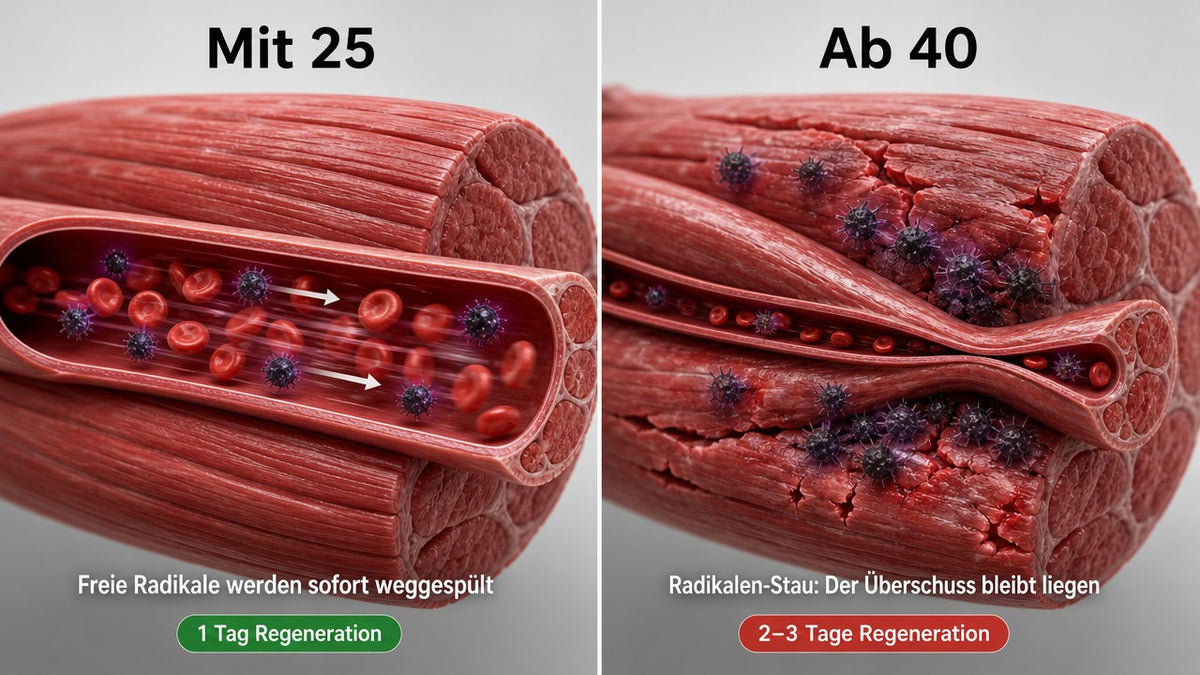 Mit 25: freie Radikale werden sofort weggespült – ab 40: Radikalen-Stau, 2–3 Tage Regeneration